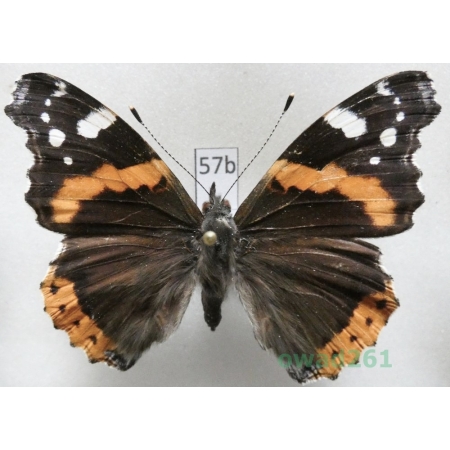 Vanessa atalanta (Linnaeus, 1758) Czech57b